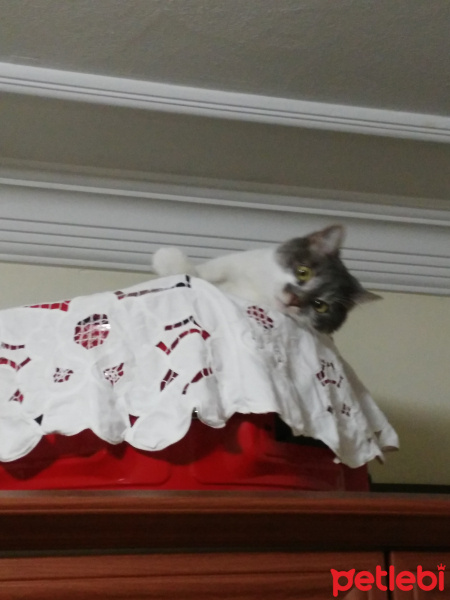 Tekir Kedi, Kedi  Duman fotoğrafı