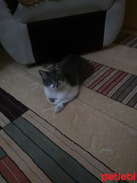 Tekir Kedi, Kedi  Duman fotoğrafı