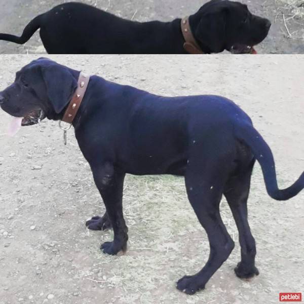 Cane Corso Italiano, Köpek  Baron fotoğrafı