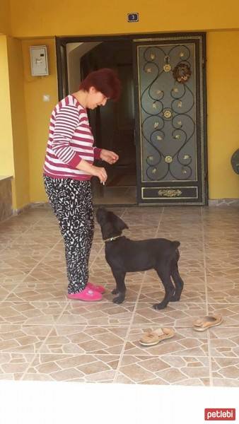 Cane Corso Italiano, Köpek  Baron fotoğrafı