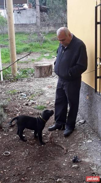 Cane Corso Italiano, Köpek  Baron fotoğrafı