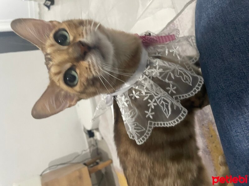 Bengal, Kedi  Sofia fotoğrafı