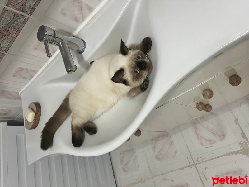 British Shorthair, Kedi  Mars fotoğrafı