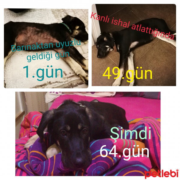 Sokö (Sokak Köpeği), Köpek  Zeytin fotoğrafı