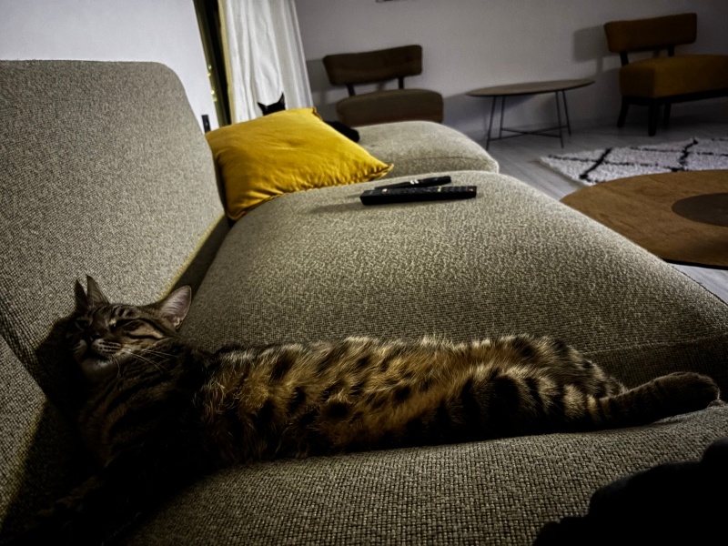 Tekir Kedi, Kedi  Prens fotoğrafı