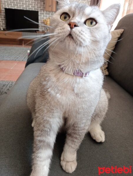 British Shorthair, Kedi  Mia fotoğrafı