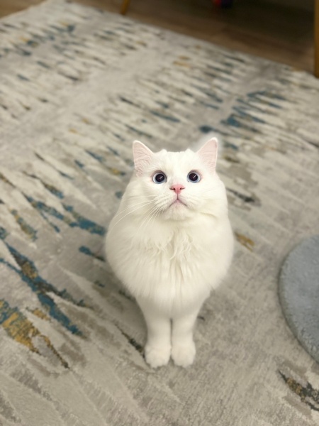 Ankara Kedisi, Kedi  Lokum fotoğrafı
