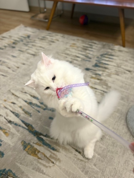 Ankara Kedisi, Kedi  Lokum fotoğrafı