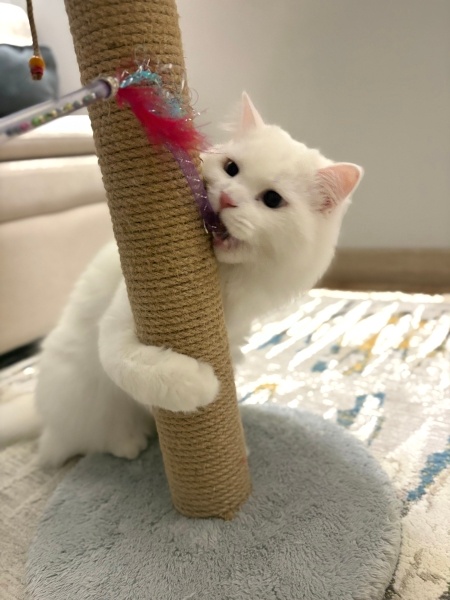 Ankara Kedisi, Kedi  Lokum fotoğrafı