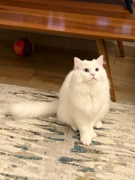 Ankara Kedisi, Kedi  Lokum fotoğrafı