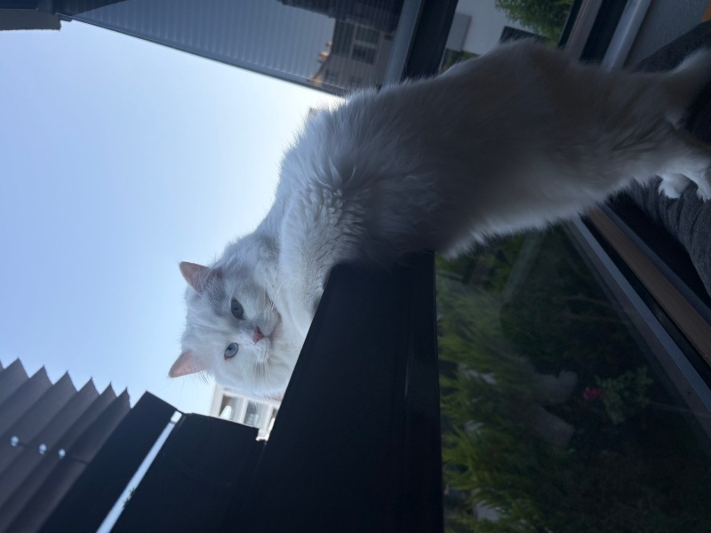 Ankara Kedisi, Kedi  Lokum fotoğrafı