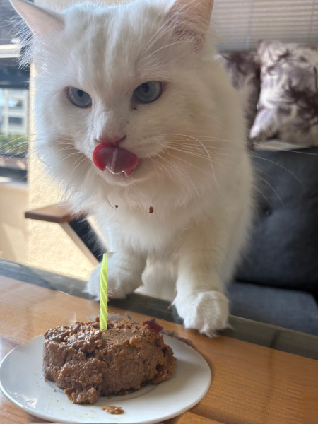 Ankara Kedisi, Kedi  Lokum fotoğrafı