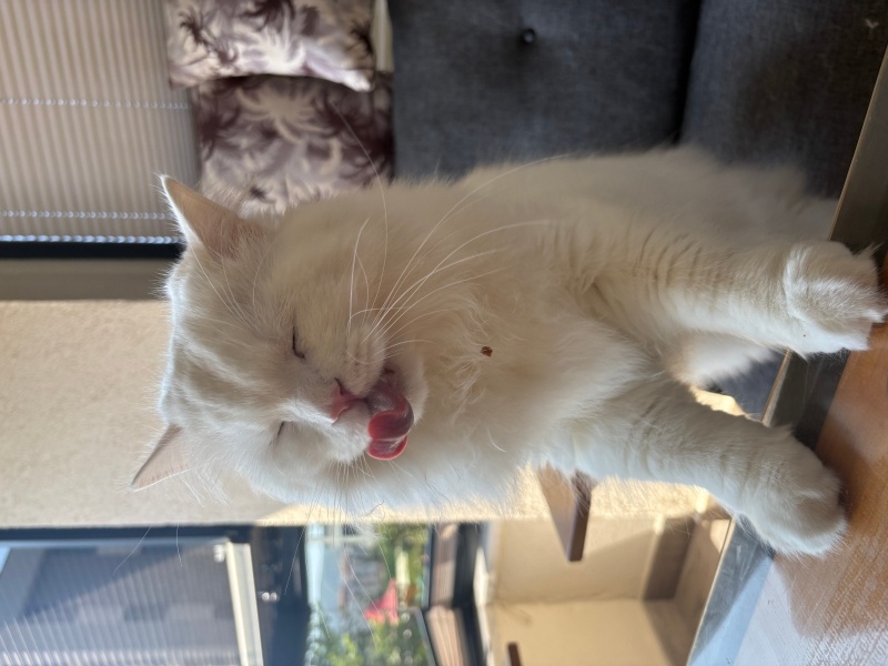 Ankara Kedisi, Kedi  Lokum fotoğrafı