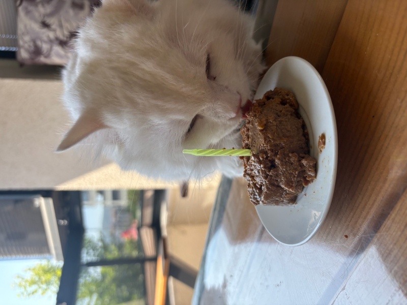 Ankara Kedisi, Kedi  Lokum fotoğrafı