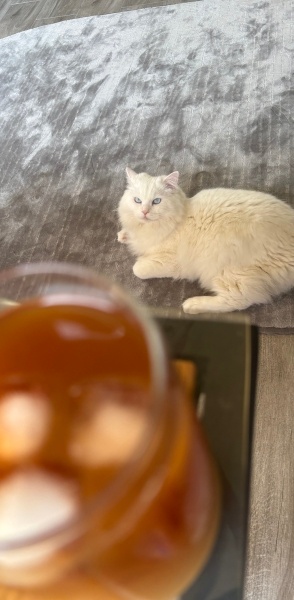 Ankara Kedisi, Kedi  Lokum fotoğrafı