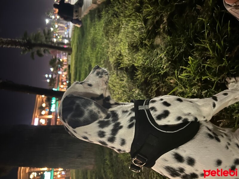 Dalmatian, Köpek  Dobby fotoğrafı