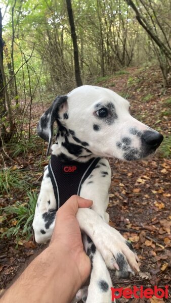 Dalmatian, Köpek  Dobby fotoğrafı