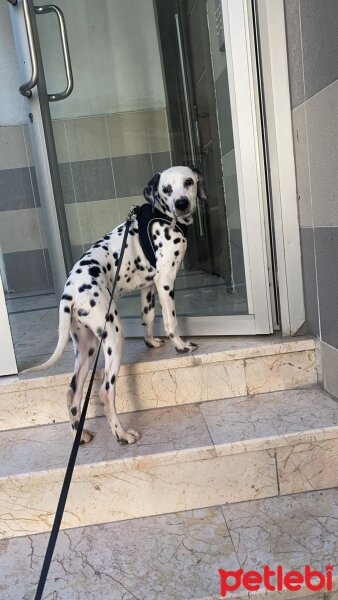 Dalmatian, Köpek  Dobby fotoğrafı