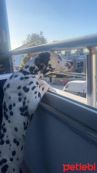 Dalmatian, Köpek  Dobby fotoğrafı