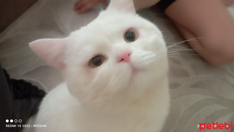 British Shorthair, Kedi  Tomi fotoğrafı