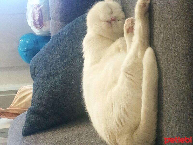 Scottish Fold, Kedi  Thales fotoğrafı