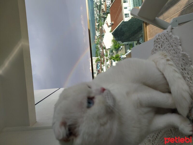 Scottish Fold, Kedi  Thales fotoğrafı