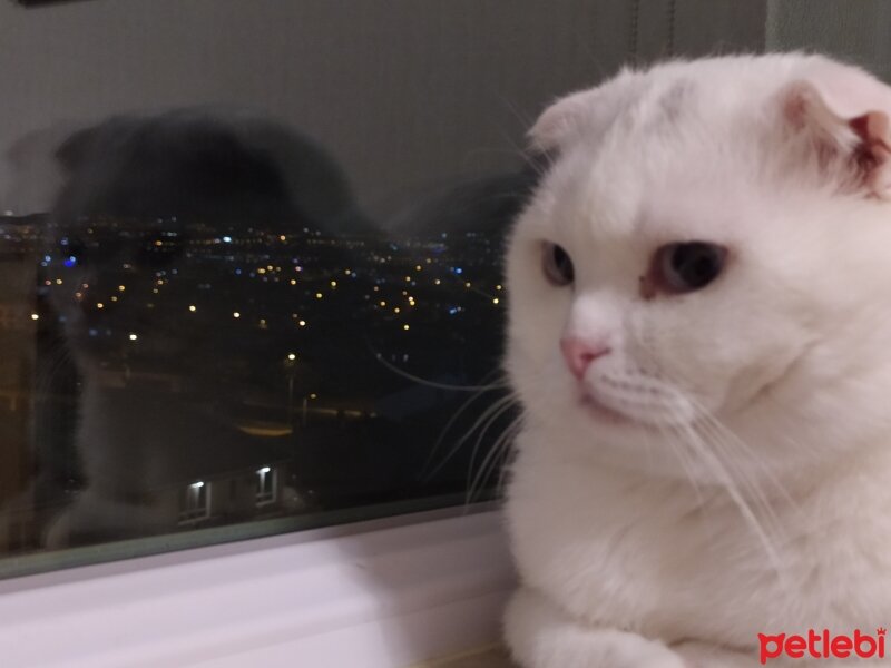 Scottish Fold, Kedi  Thales fotoğrafı