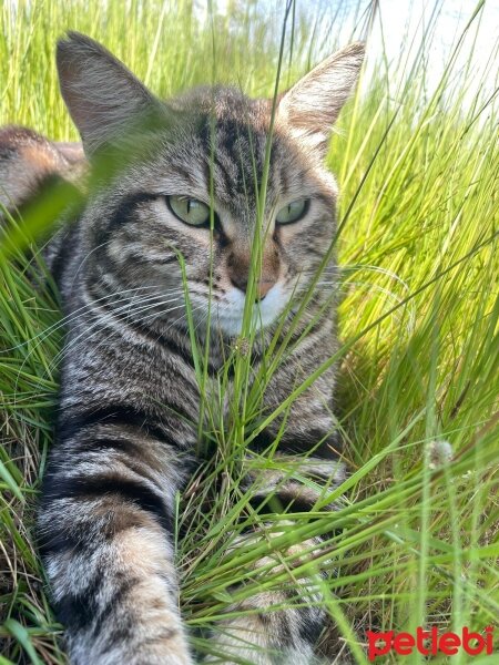 Tekir Kedi, Kedi  PAŞA fotoğrafı