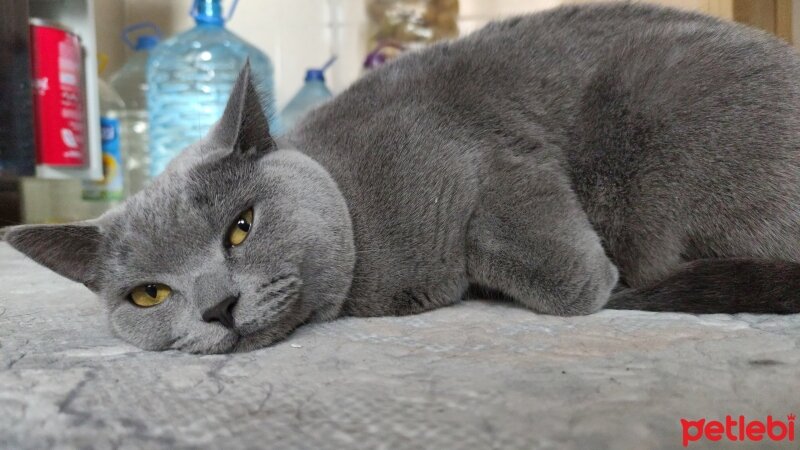 British Shorthair, Kedi  Merkür fotoğrafı