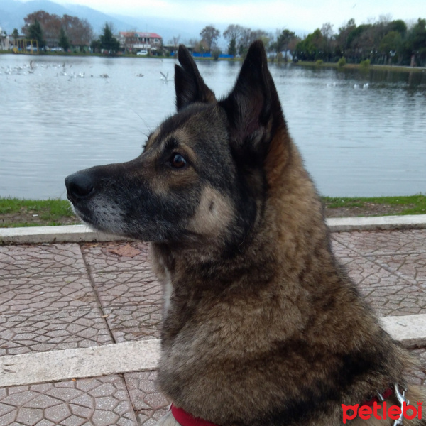 Sokö (Sokak Köpeği), Köpek  Marselin fotoğrafı