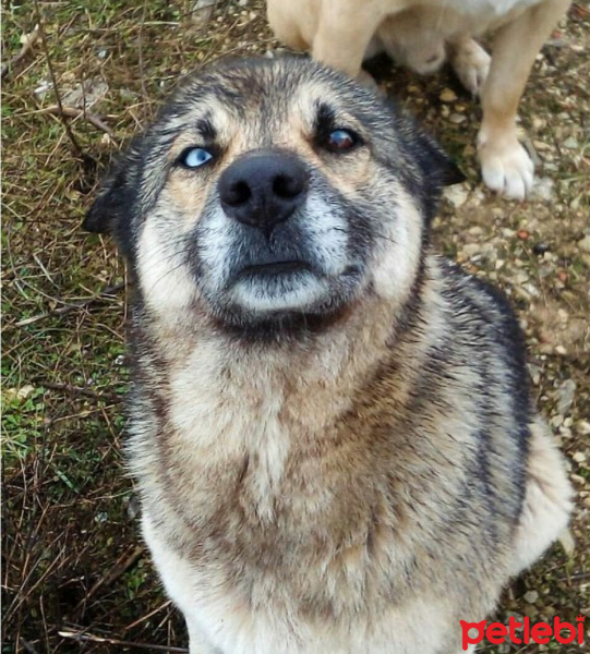 Sokö (Sokak Köpeği), Köpek  Marselin fotoğrafı