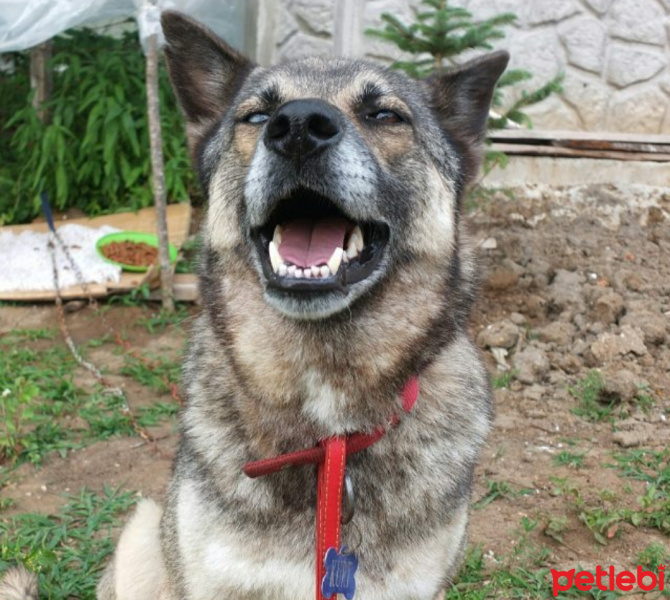 Sokö (Sokak Köpeği), Köpek  Marselin fotoğrafı