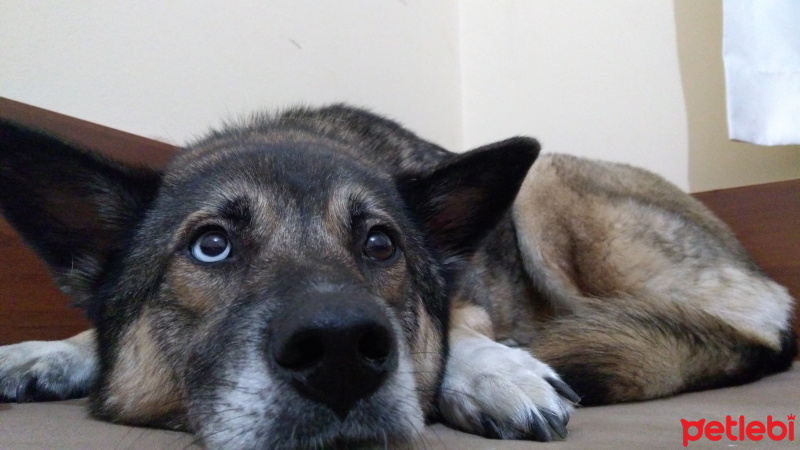 Sokö (Sokak Köpeği), Köpek  Marselin fotoğrafı