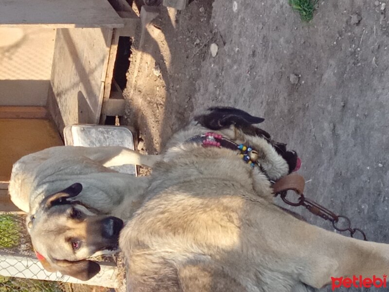 Kangal, Köpek  Haydut fotoğrafı