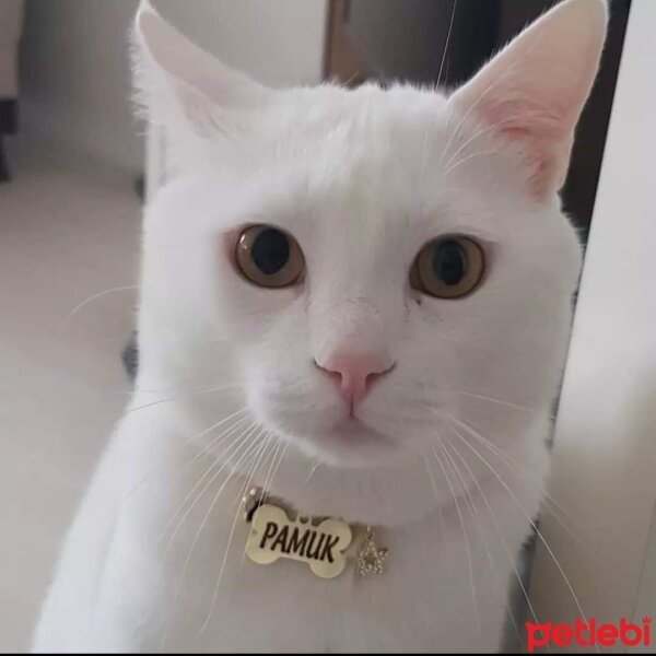 Ankara Kedisi, Kedi  Pamuk fotoğrafı