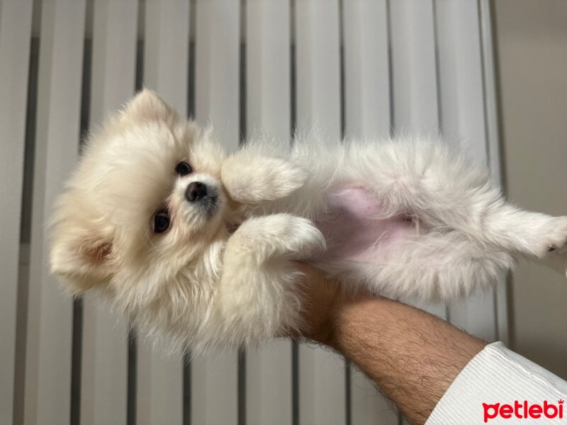 Pomeranyalı, Köpek  Şila fotoğrafı