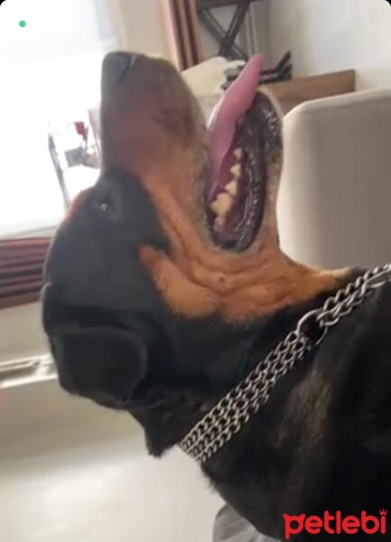 Rottweiler, Köpek  Mia fotoğrafı