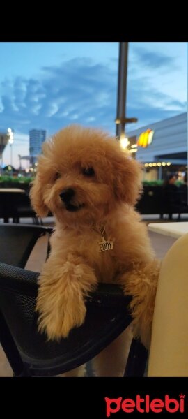 Poodle(Standart Kaniş), Köpek  Teddy fotoğrafı