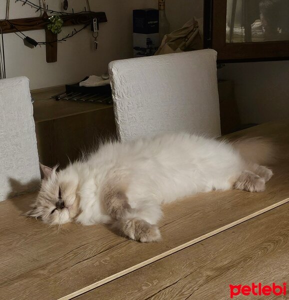 British Longhair, Kedi  Lisa fotoğrafı