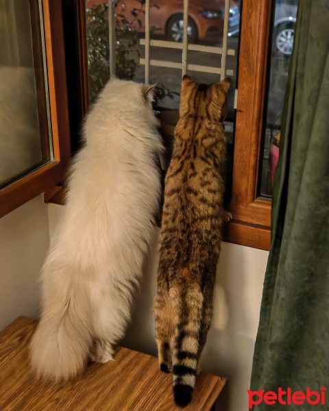 British Longhair, Kedi  Lisa fotoğrafı