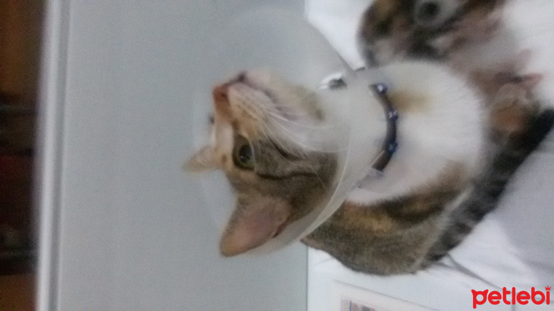 Tekir Kedi, Kedi  MİNNOŞ  fotoğrafı