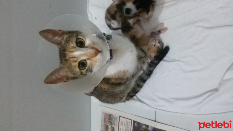 Tekir Kedi, Kedi  MİNNOŞ  fotoğrafı