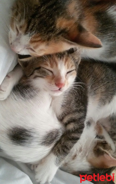 Tekir Kedi, Kedi  MİNNOŞ  fotoğrafı