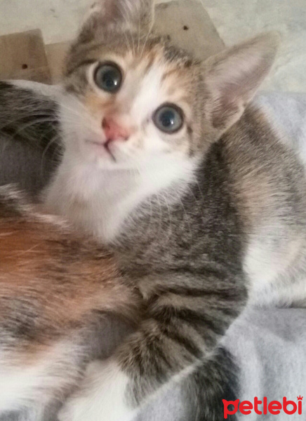 Tekir Kedi, Kedi  MİNNOŞ  fotoğrafı