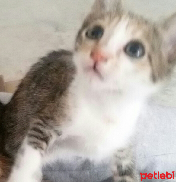 Tekir Kedi, Kedi  MİNNOŞ  fotoğrafı
