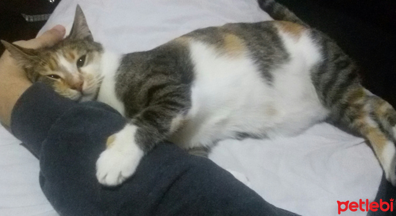 Tekir Kedi, Kedi  MİNNOŞ  fotoğrafı