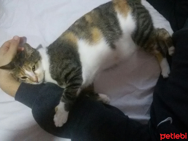 Tekir Kedi, Kedi  MİNNOŞ  fotoğrafı