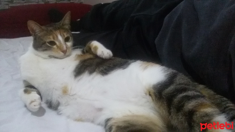 Tekir Kedi, Kedi  MİNNOŞ  fotoğrafı