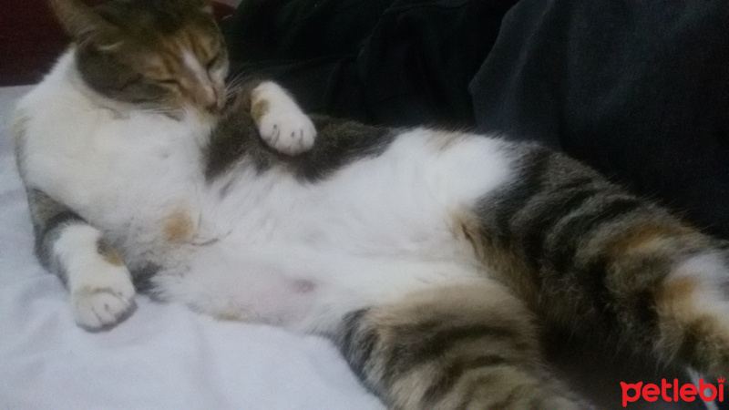 Tekir Kedi, Kedi  MİNNOŞ  fotoğrafı