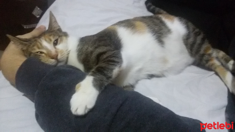 Tekir Kedi, Kedi  MİNNOŞ  fotoğrafı